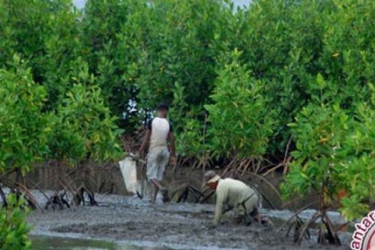 Warga Bengkalis Harapkan Adanya Aturan Pemerintah Terkait Pengolahan Mangrove