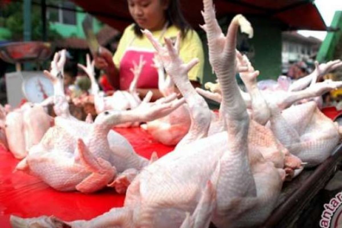 Wow... Harga Ayam Di Bengkalis Mencapai Rp32.000/Kg