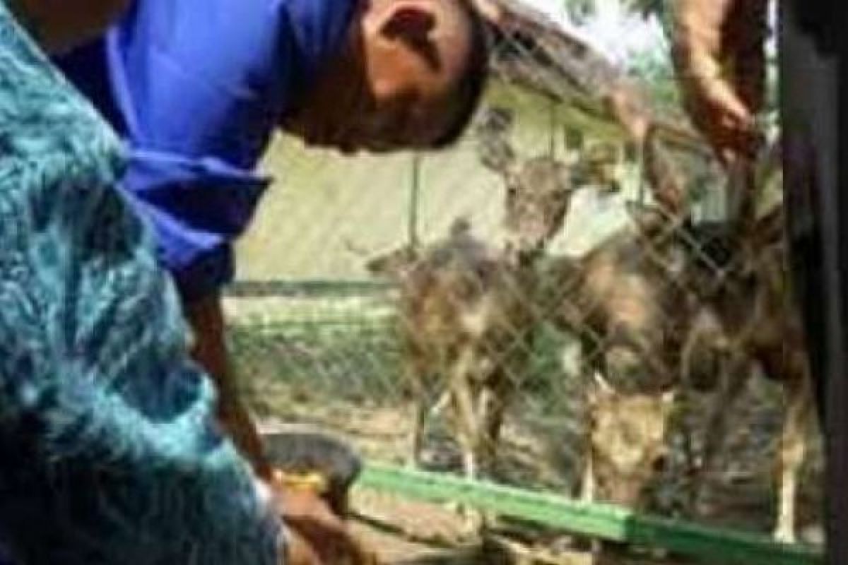  Bayi Rusa Timor di Kebun Binatang Kasang Kulim Lahir Sehat