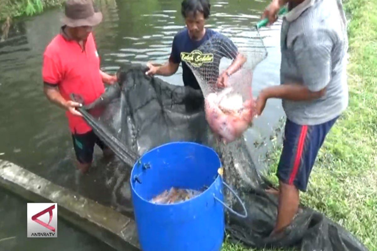 Pokdakan Pengasih panen nila secara mina padi