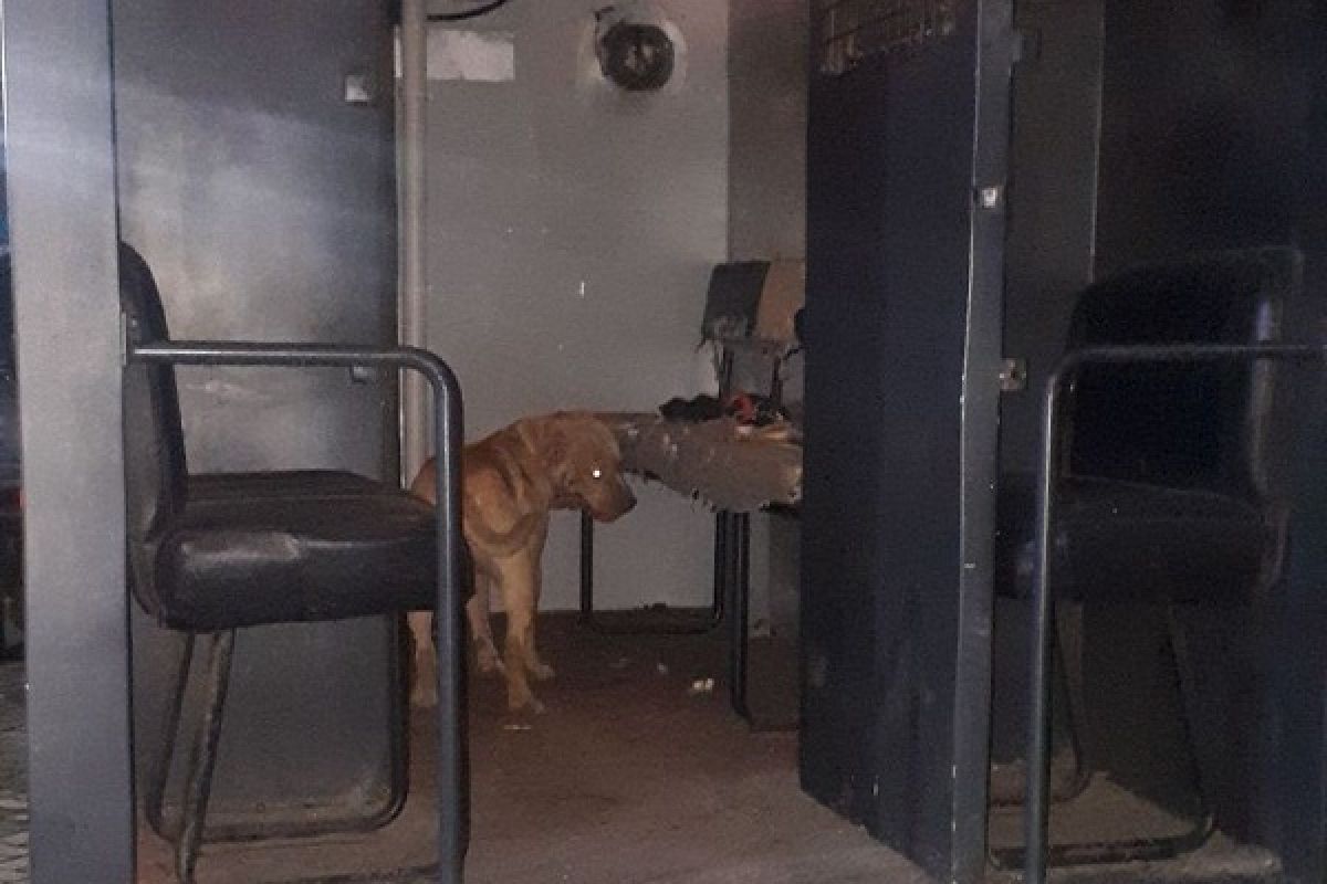 Pemilik Anjing Pitbull Ditahan
