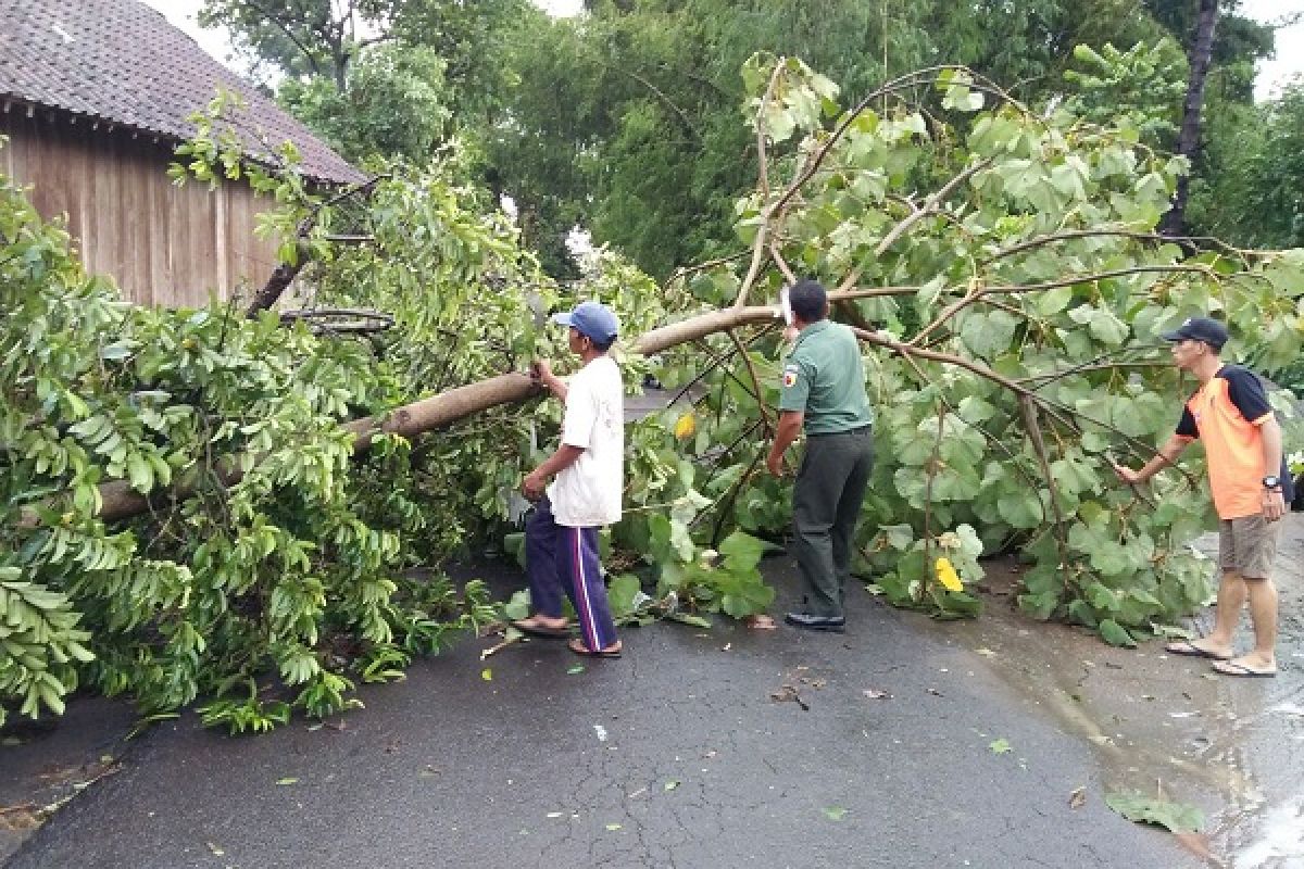 Warga Kediri Meninggal Tertimpa Pohon