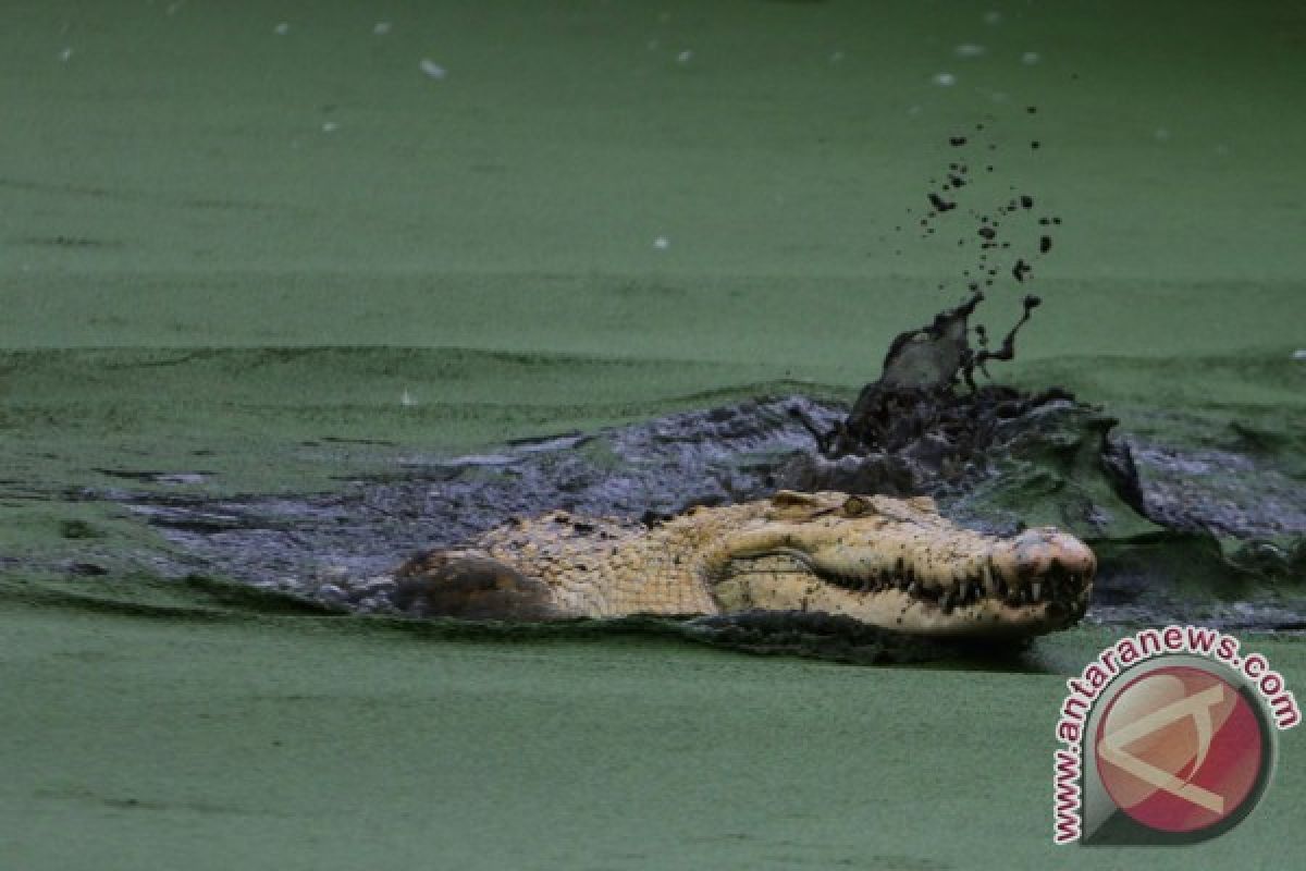 Seorang pria di Indragiri Hilir tewas diterkam buaya