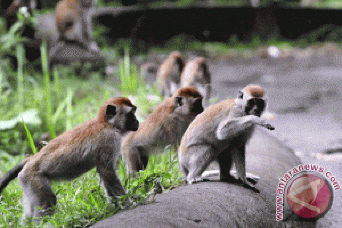 Belasan Monyet Serang Pertanian Palawija Petani Badui