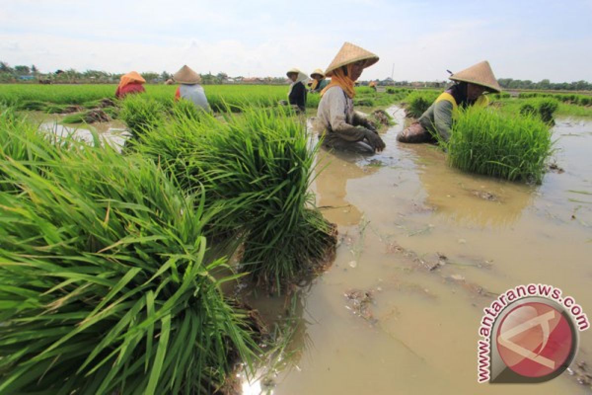 Kementan uji coba teknologi tata kelola air