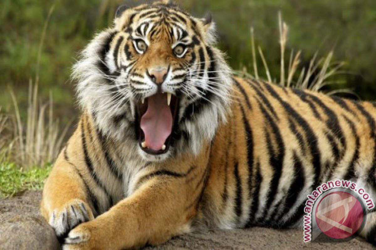 Untuk selamatkan Harimau Sumatera, BBKSDA Riau pertimbangkan gunakan senjata bius