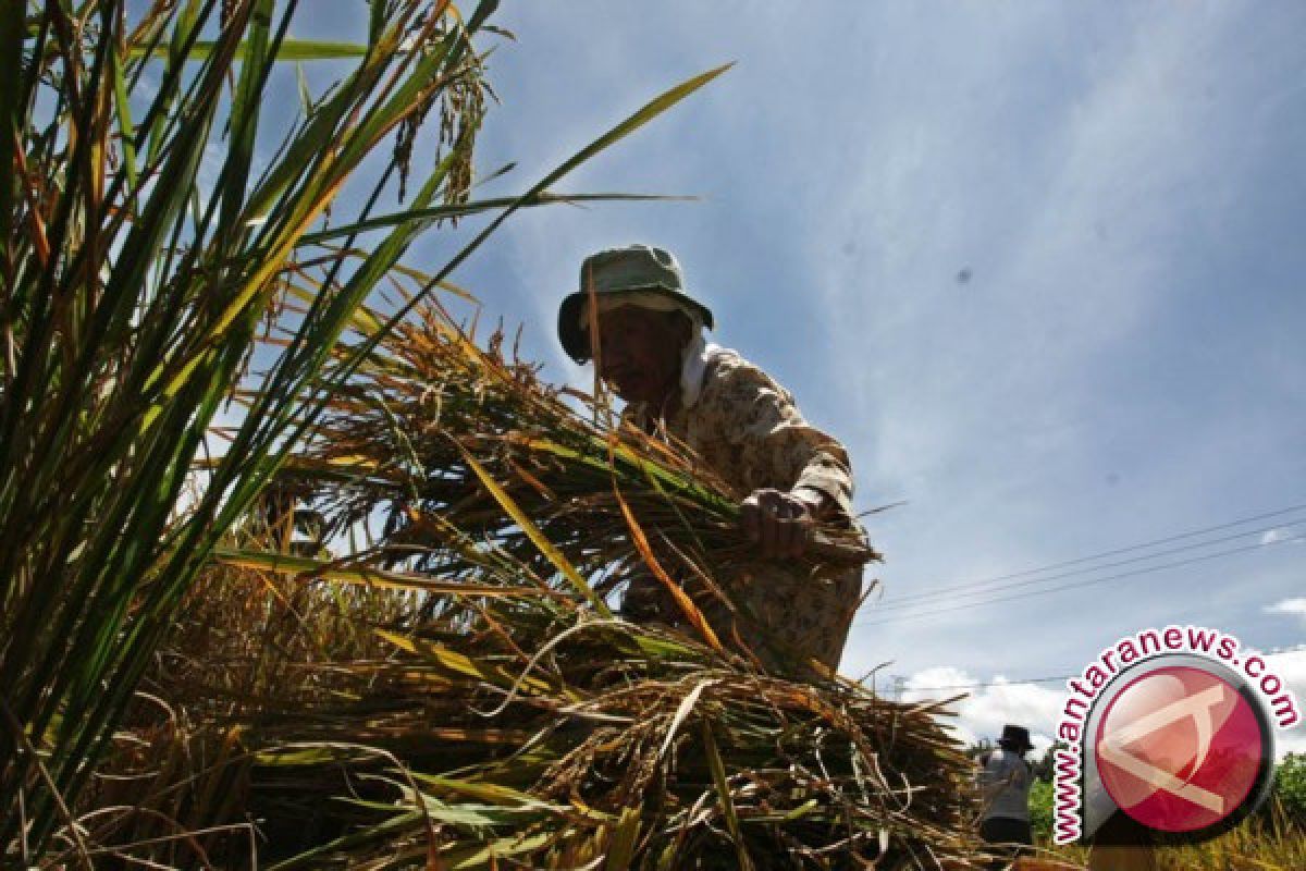 NTP petani Sulbar naik 2,23 persen