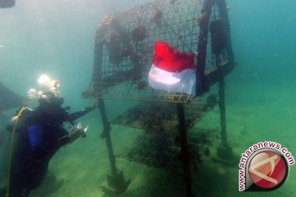 Ribuan Setek Karang Transplantasi Hiasi Gili Nanggu 