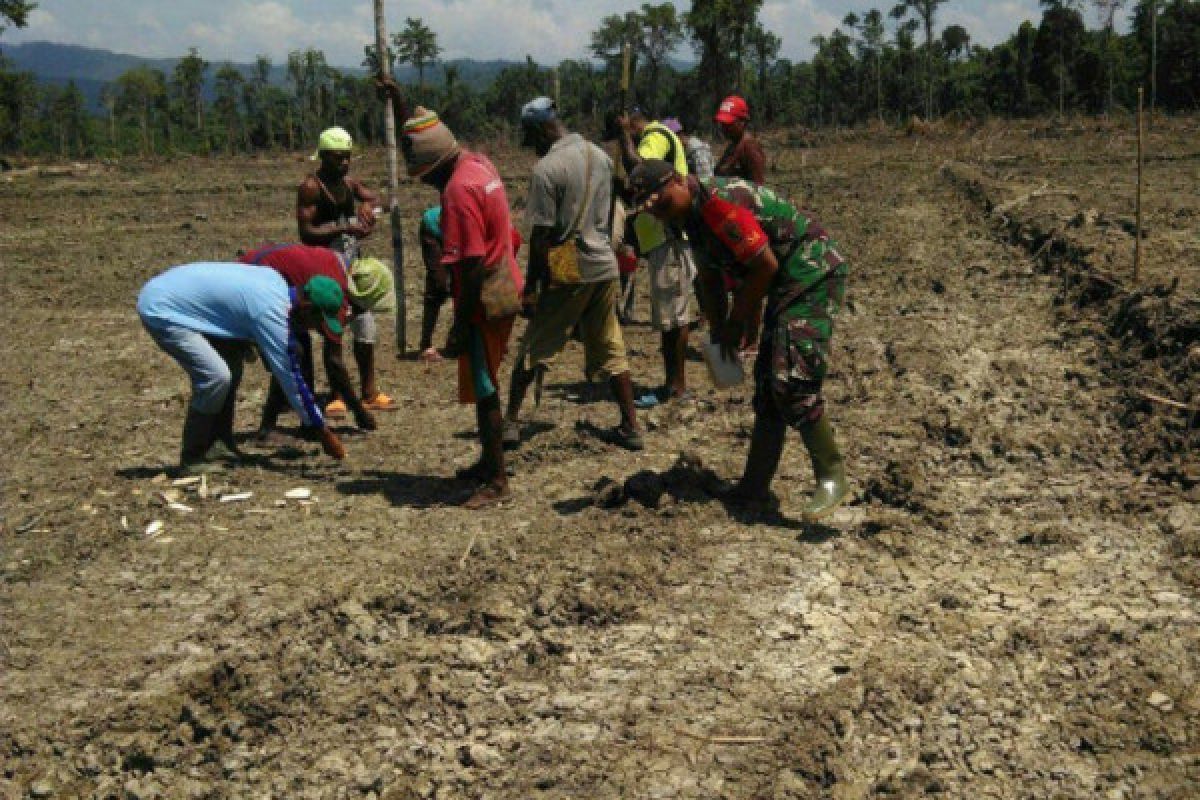 Babinsa Koramil Kemtuk Gresi bantu warga tanam padi 