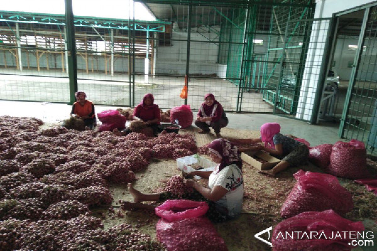 Bulog Pekalongan terus menyerap bawang merah petani