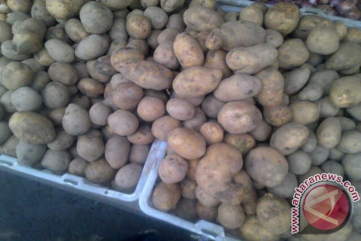 Harga kentang di Pangkalpinang bertahan Rp14 ribu
