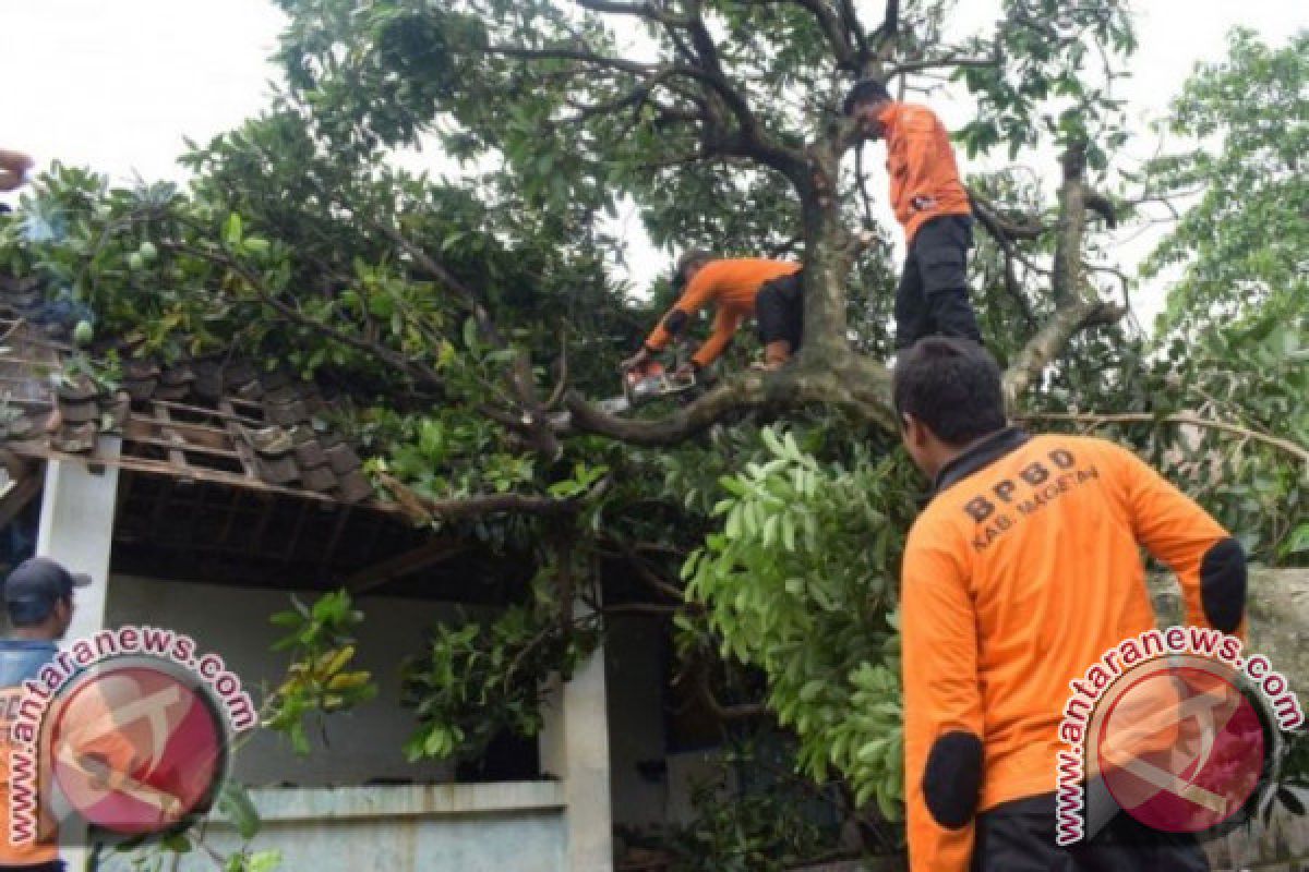 Polisi tangani warga meninggal tertimpa pohon