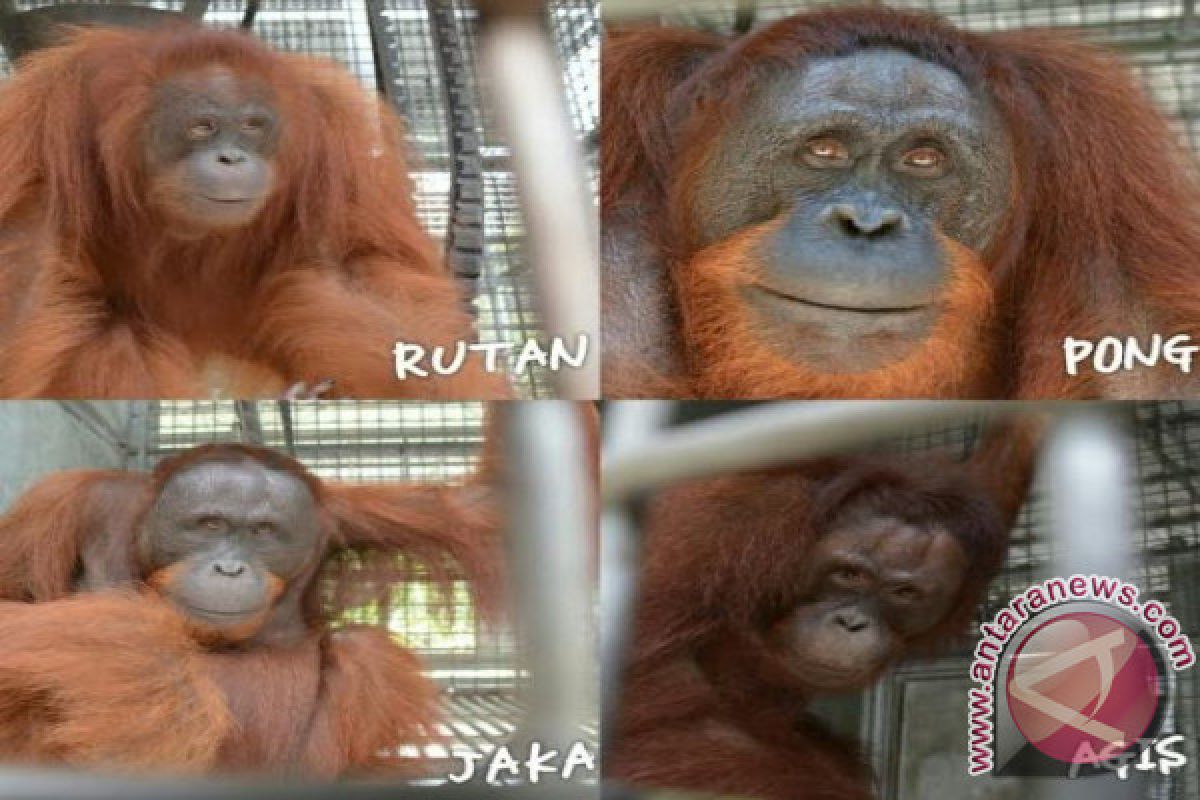 BOSF - BKSDA Kalteng Lepas Liarkan Empat Orangutan
