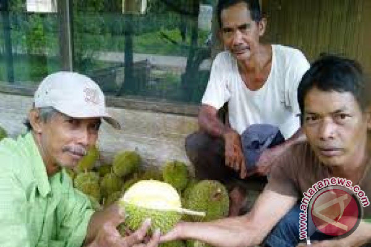 DPRD: Desa Bi`ih Jadi Wisata Durian Banjar 