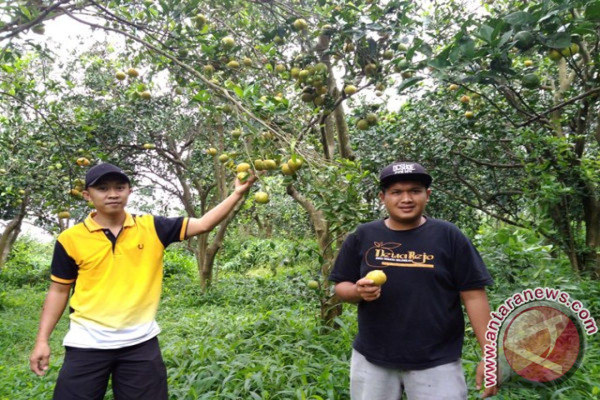 Bermanfaatkah jeruk bagi kesehatan mata?