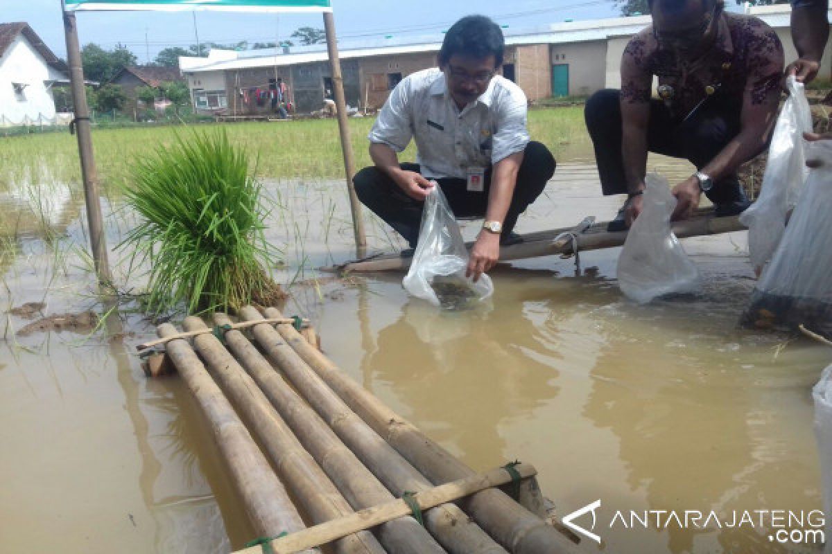 Pekalongan kembangkan program mina padi