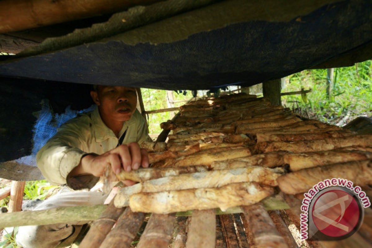 Petani karet Labian tingkatkan kualitas melalui ICS