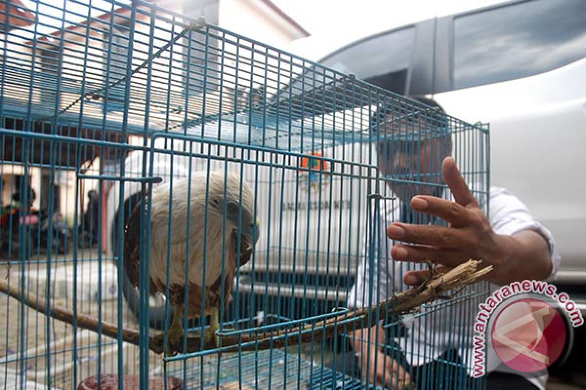 Pertamina bantu konservasi Gajah Sumatera dan Elang Bondol