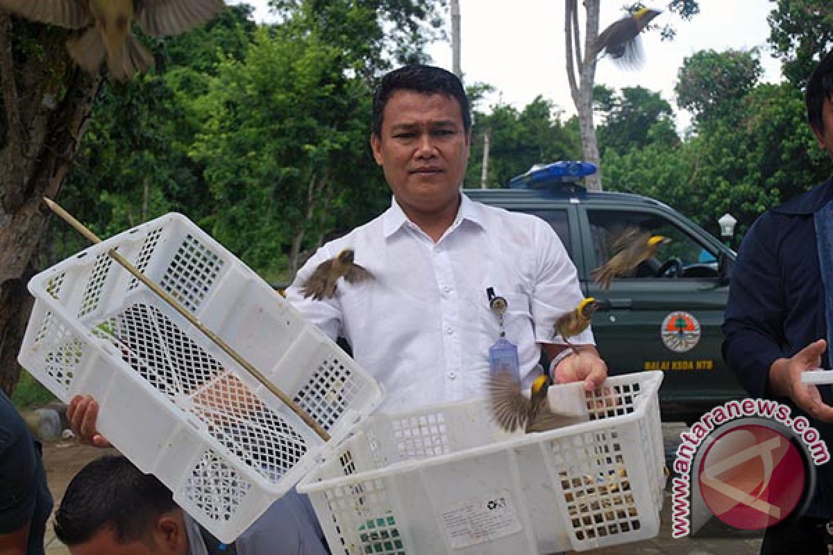 BKSDA NTB Melepasliarkan Burung di TWA Gunung Tunak 