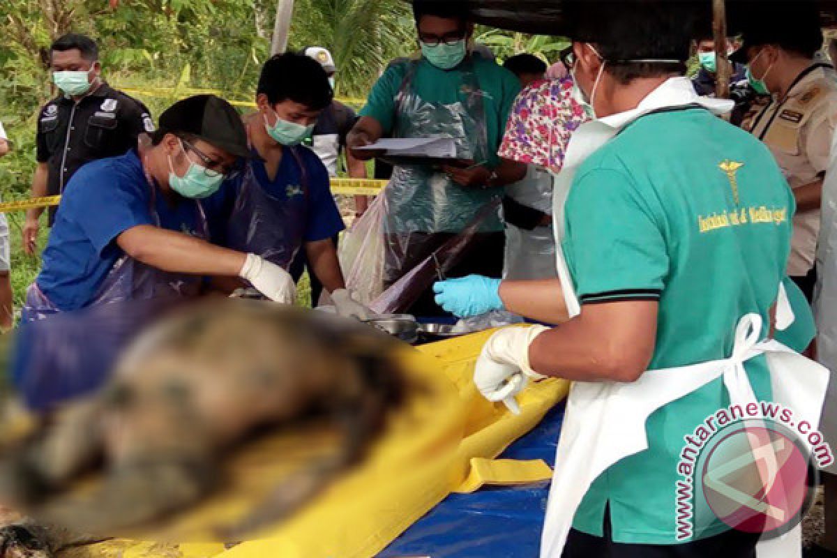 Polisi-BKSDA Kalteng Bedah Bangkai Orangutan Tanpa Kepala [VIDEO]