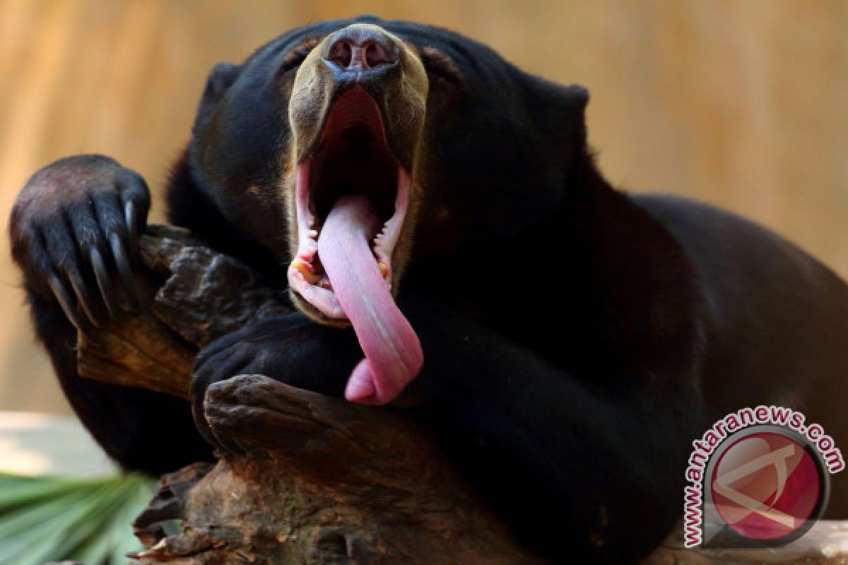 Beruang Madu Lahir di Bali Zoo