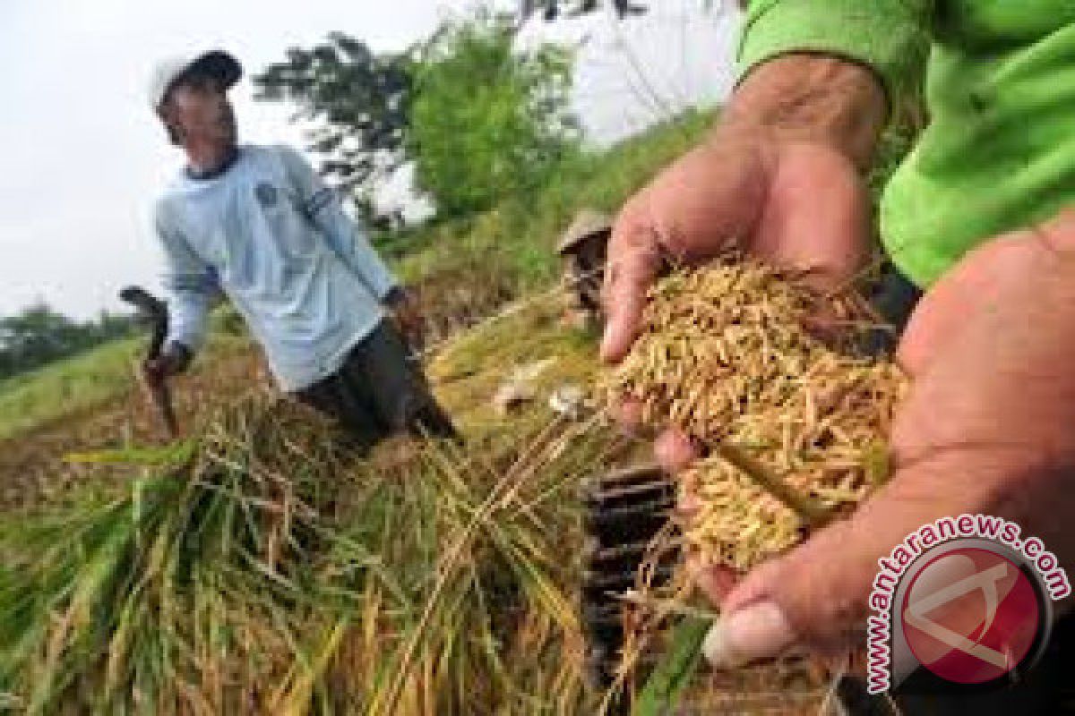 Produksi padi di Malut capai 32.500 ton