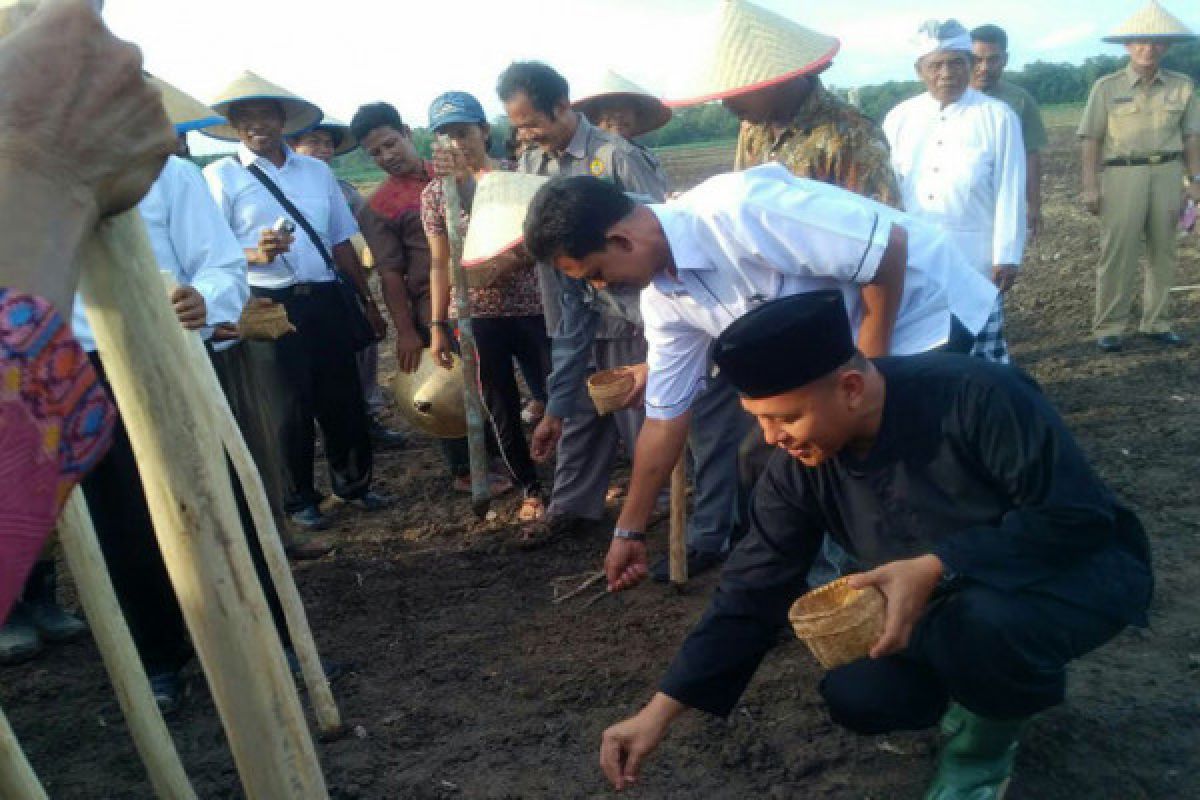  Lampung Tengah tambah luas sawah produktif