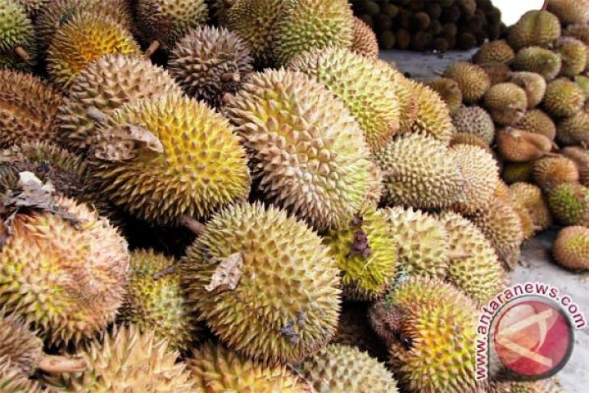 Panen Durian Membawa Berkah Bagi Warga Badui