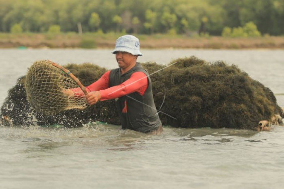 Astruli: Data Produksi Rumput Laut 