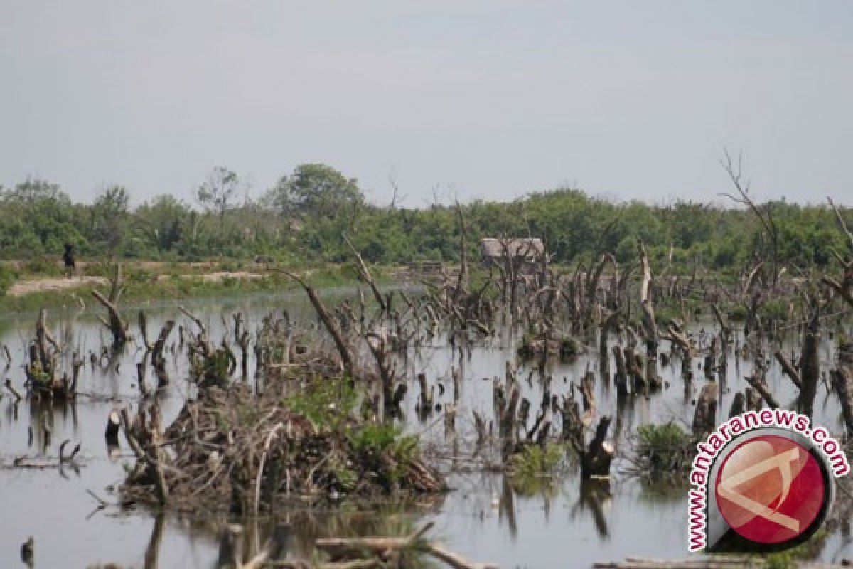 Penebangan liar ancam rusak kawasan mangrove Penajam