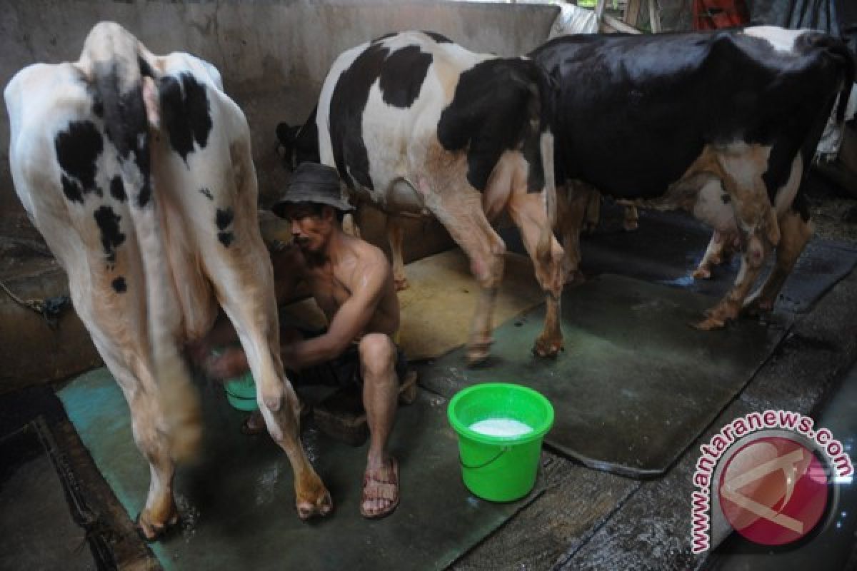 Peternak Kalsel sukses kembangkan 2.000 ekor sapi