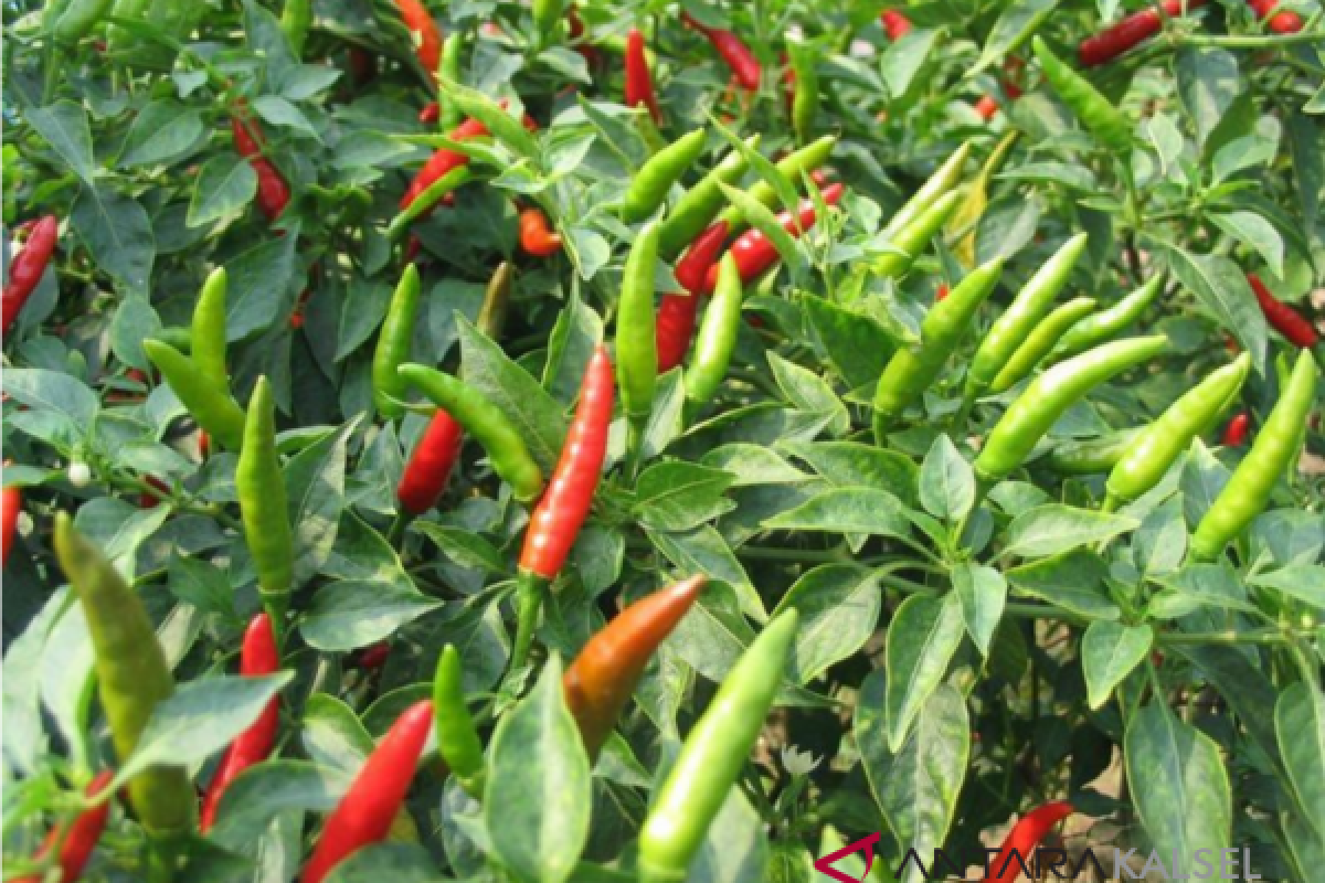 Hottest Hiyung chili improves local people's economy