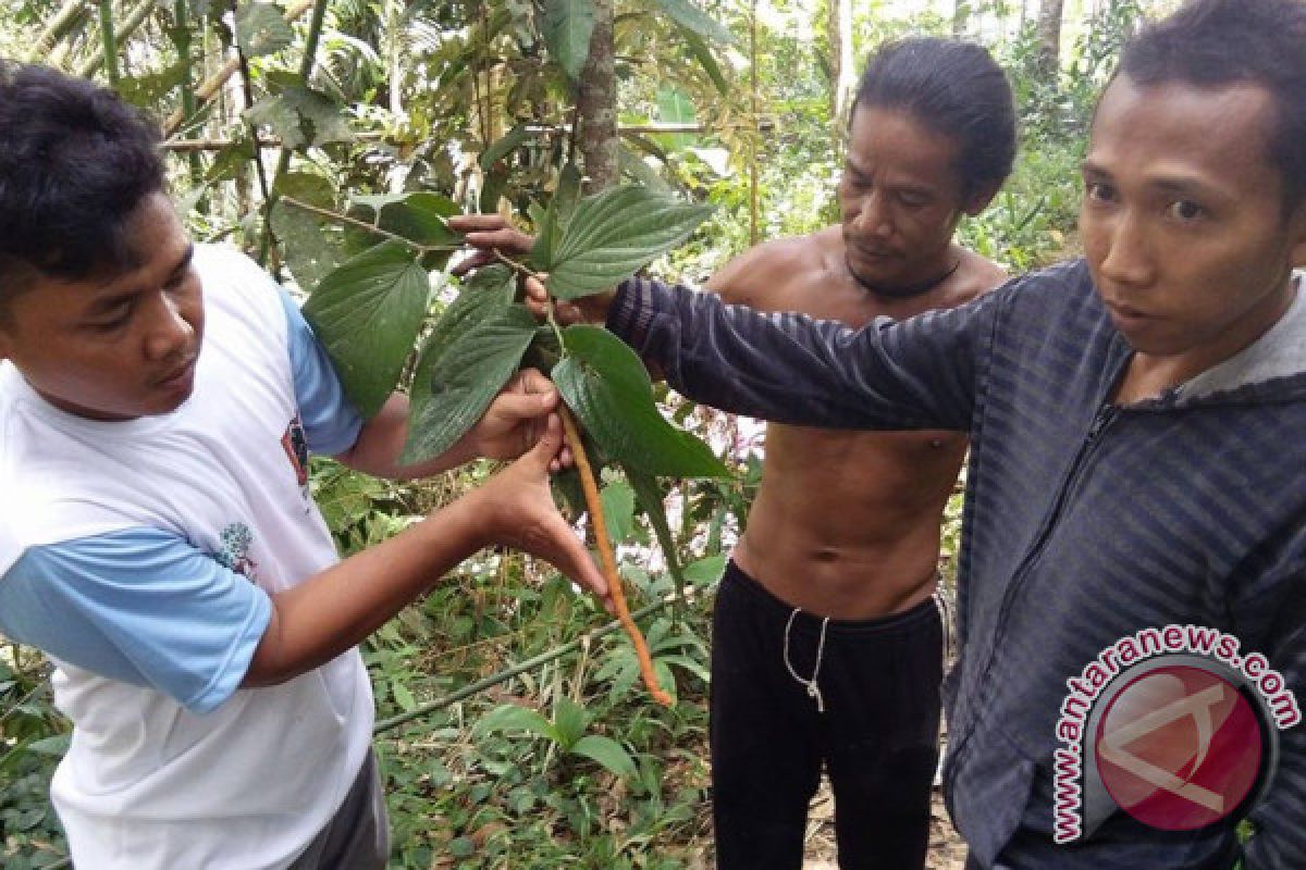 FKH Balangan Identifikasi Tanaman Hutan Berpotensi Obat