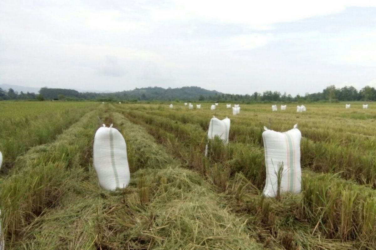 Mekongga dan Ciherang disukai petani Konawe