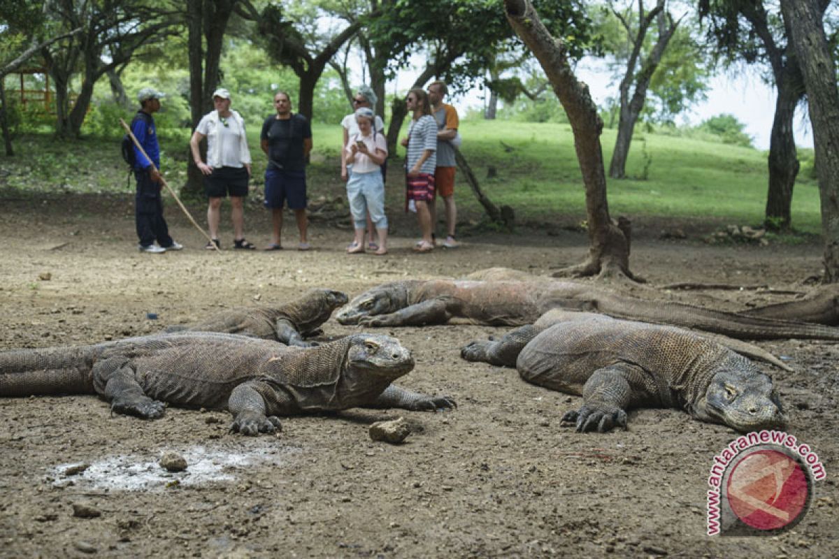 Taman Nasional Komodo raup Rp9,4 miliar pada Januari-April