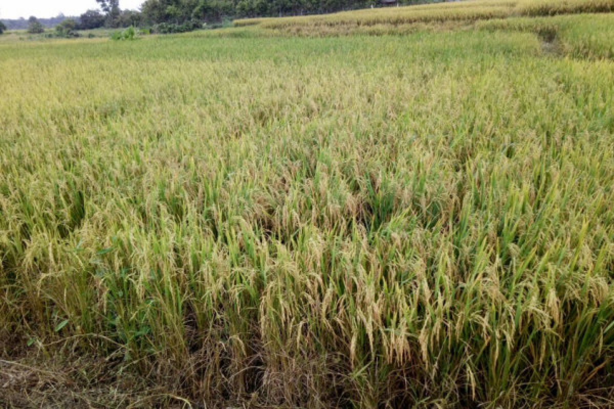 Teknologi Jarwo Super lipat gandakan produksi padi di Poso