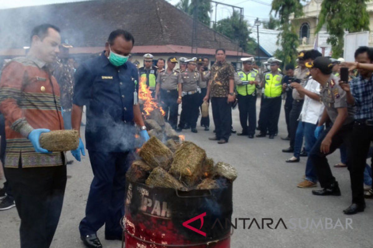 Polres Solok Kota Musnahkan 86,37 Kg Ganja Milik Mantan Polisi
