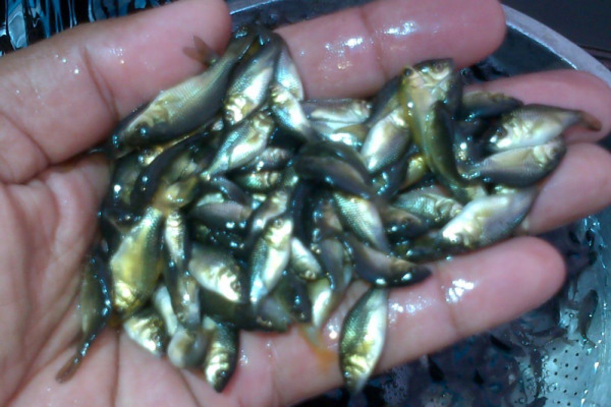 Pemkab sediakan 300 ribu benih ikan untuk kelompok pembudidaya di Pasaman Barat
