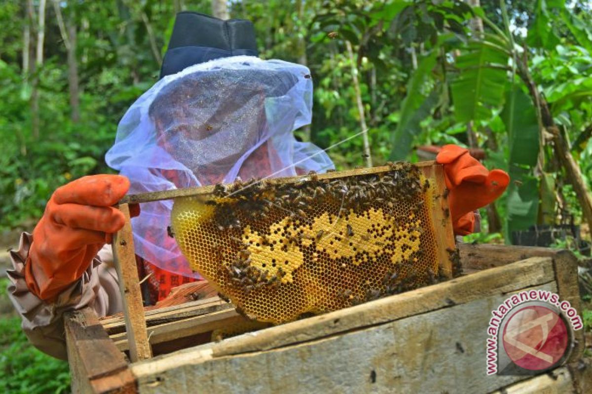 Tidore Kepulauan kembangkan lebah madu