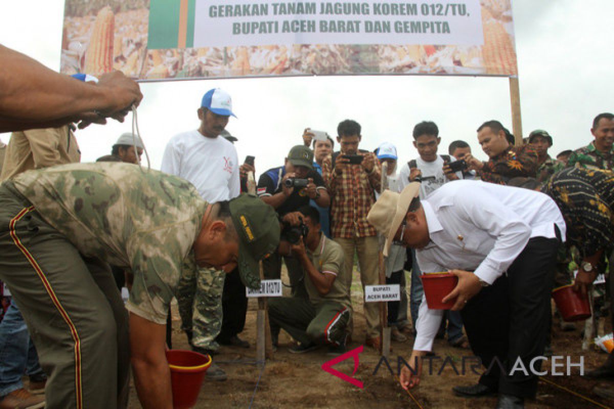 Gempita Aceh Barat tanam jagung bersama TNI