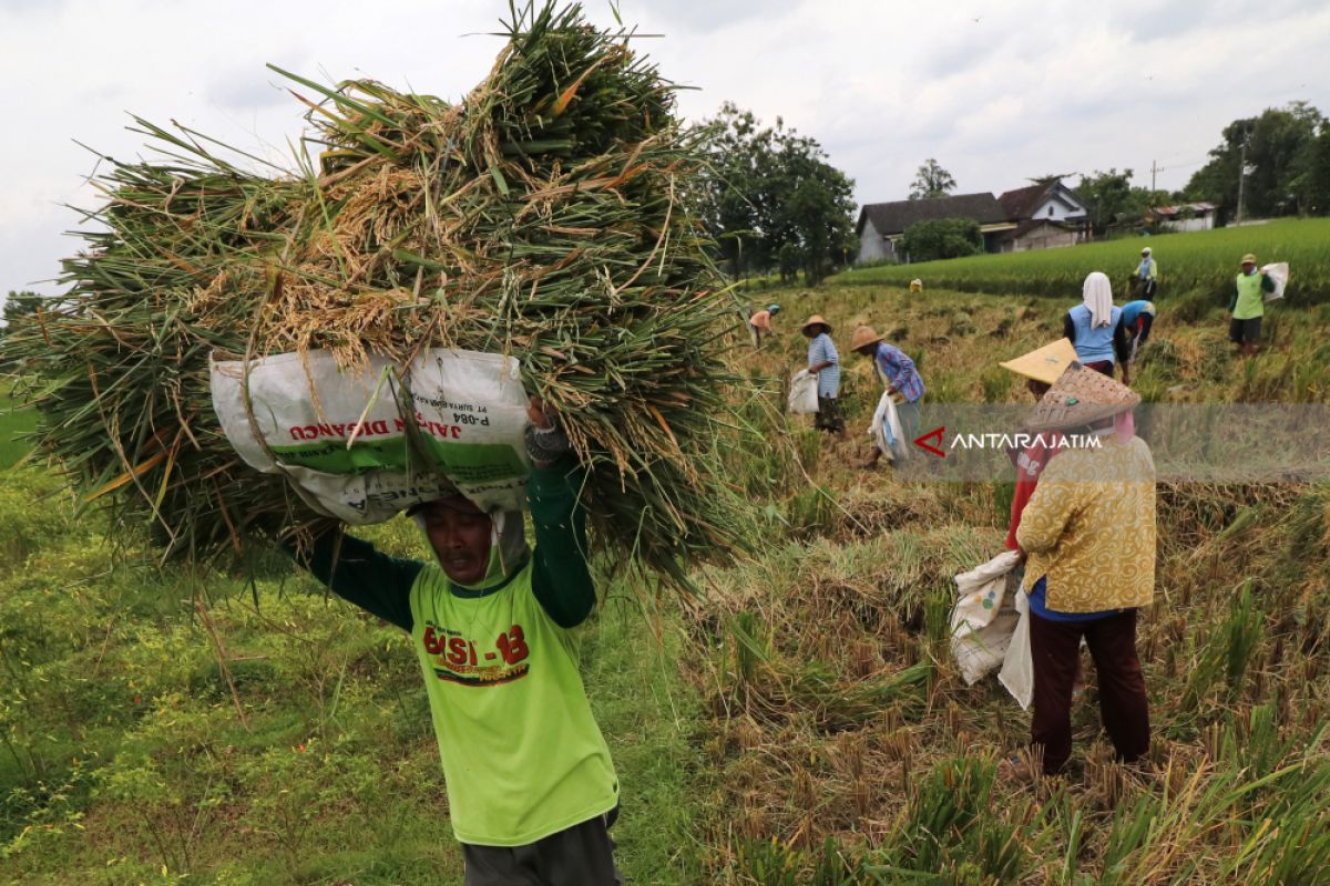 Harga Beras di Sumenep Turun