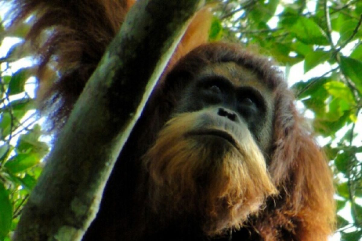 RFI Komit Jaga Orangutan Tapanuli