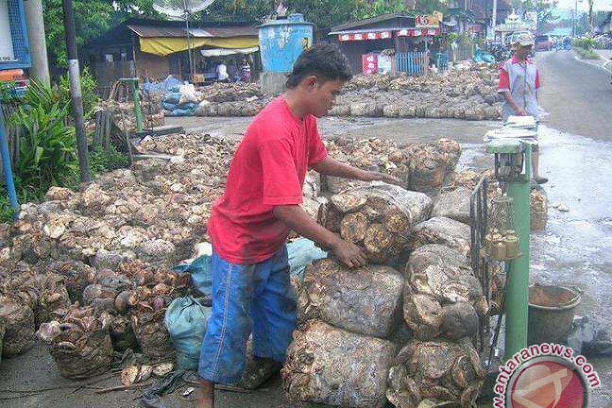 Harga karet di Madina turun