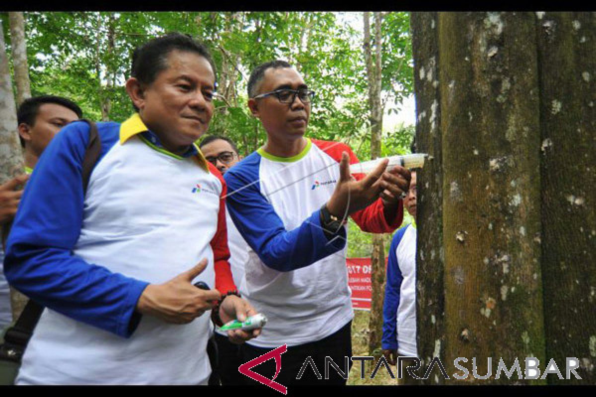 Petani Padangpariaman Tanam 2.000 Pohon Gaharu untuk Menghasilkan Teh