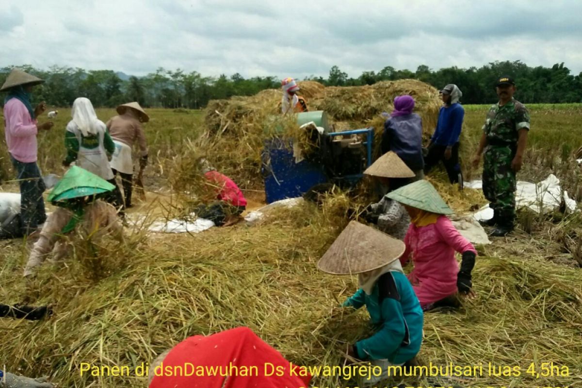 Luas Lahan Panen Padi di jember Capai Ribuan Hektare