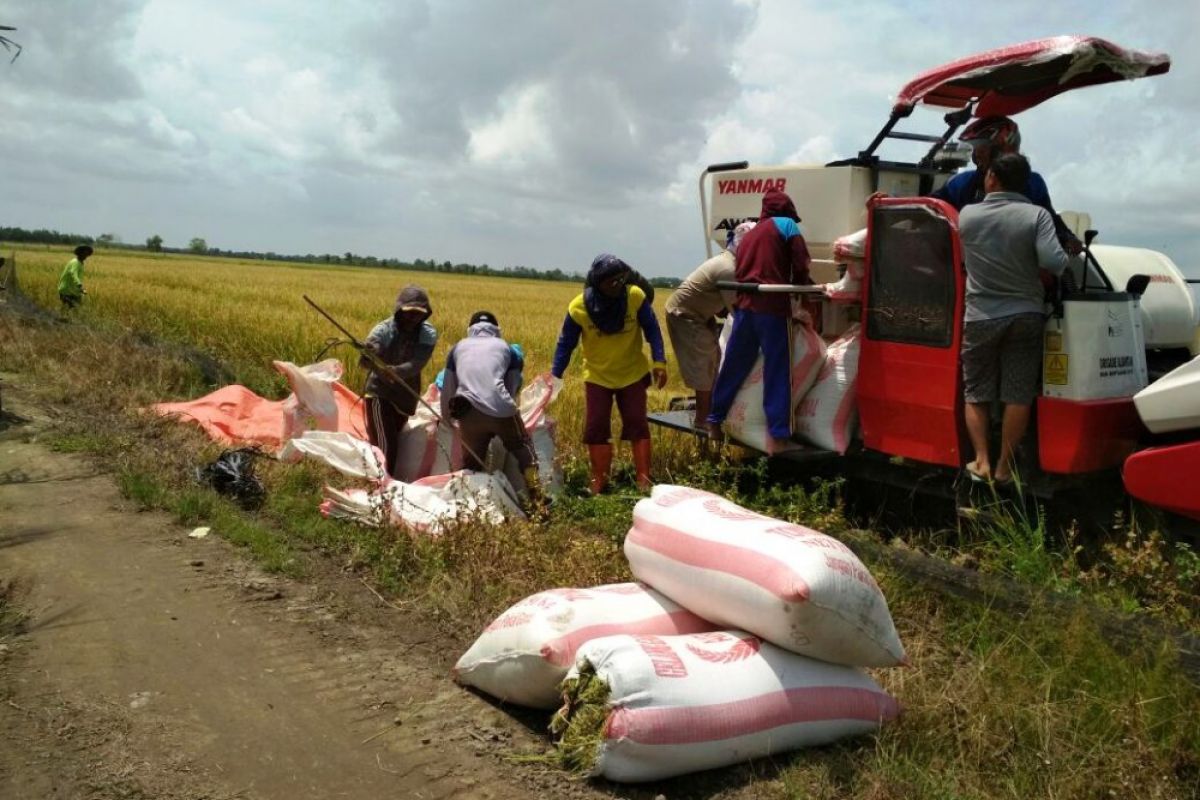 Sehari, ribuan hektare sawah Banyuasin dipanen siap pasok beras Sumsel