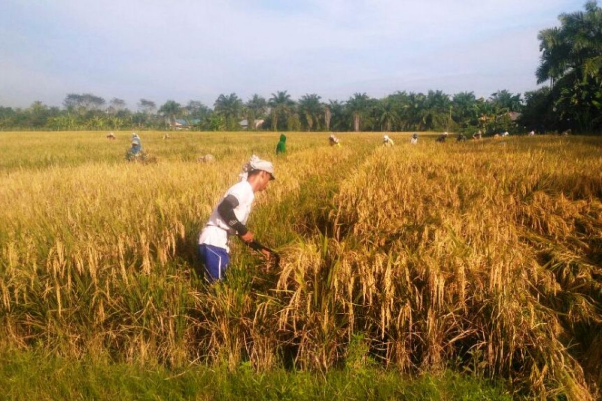 UPBS BPTP Balitbangtan Sumut panen padi varietas unggul baru