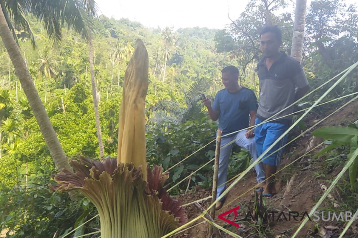 Bunga bangkai ditemukan tumbuh dan mekar di Padang Pariaman