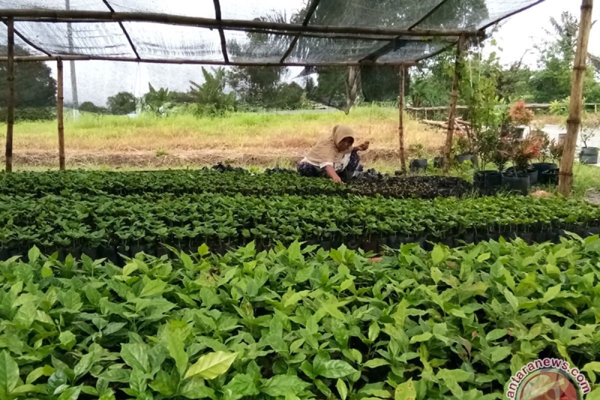 Bibit kopi Sampean cukup diminati