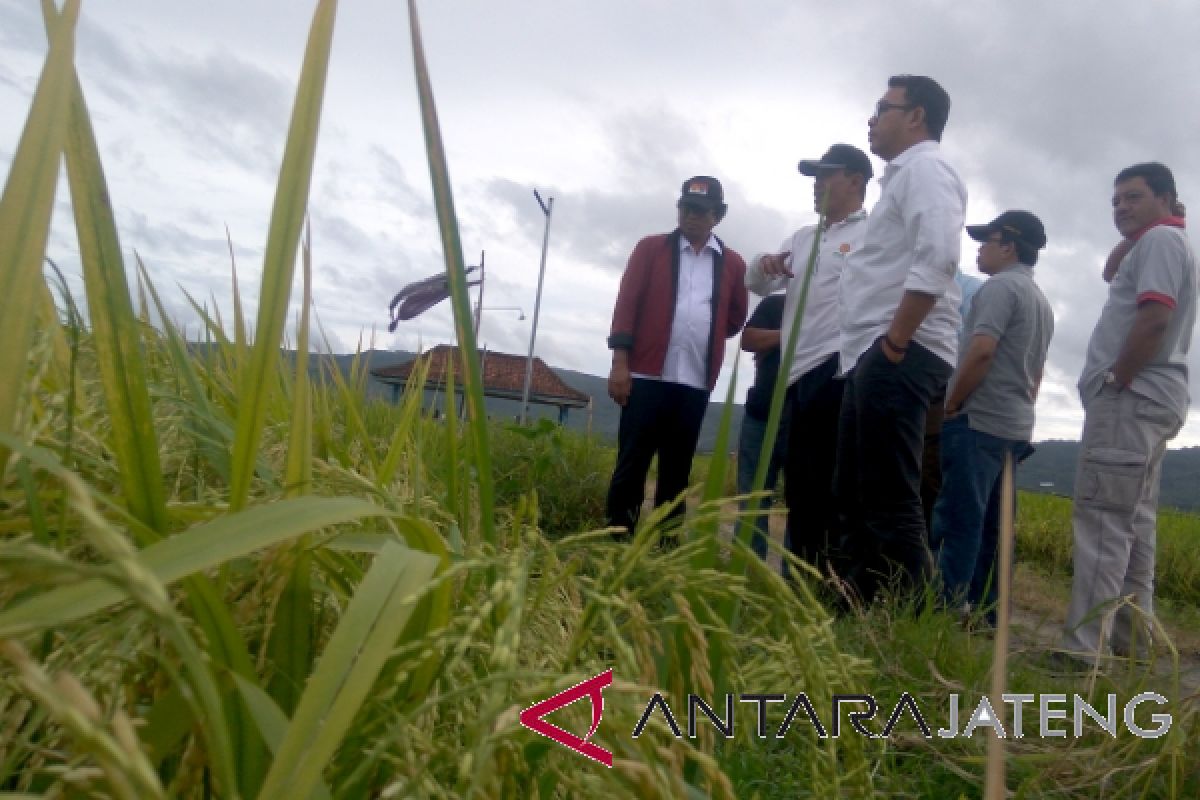 Petani berharap Mentan hadiri panen raya Banyumas